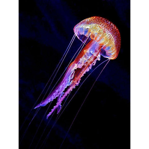 Jellyen White Modern Wood Framed Art Print by Jager, Henry