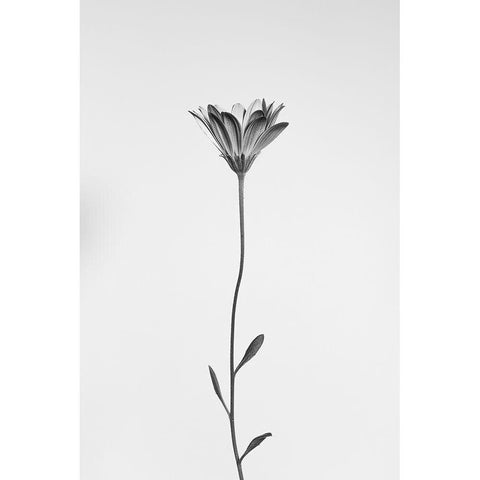 Daisy White Modern Wood Framed Art Print by Lagandre, Thierry