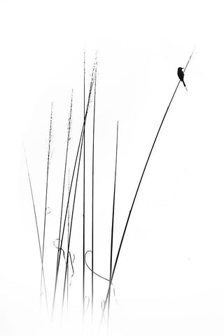 a sabbatical White Modern Wood Framed Art Print with Double Matting by Swapnil.