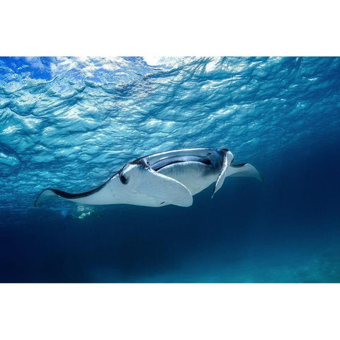 Manta ray Black Modern Wood Framed Art Print with Double Matting by Gabriel, Barathieu