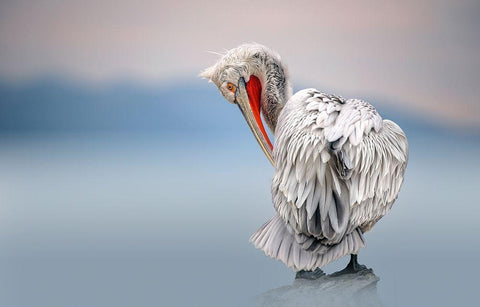 Dalmatian pelican at dawn Black Ornate Wood Framed Art Print with Double Matting by Ortega, Xavier