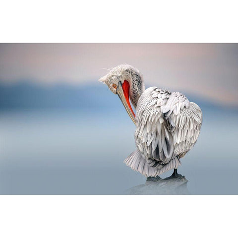 Dalmatian pelican at dawn Gold Ornate Wood Framed Art Print with Double Matting by Ortega, Xavier