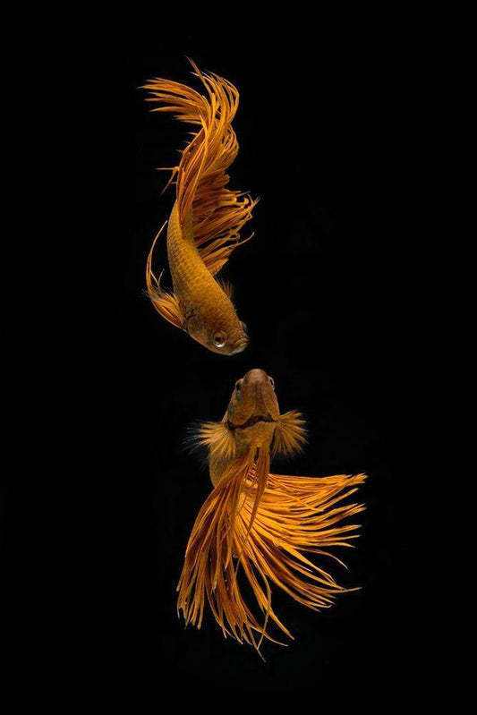 Image Only