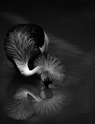 The reflection Black Ornate Wood Framed Art Print with Double Matting by Tjandra, C.S.