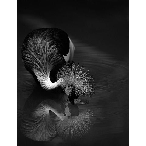 The reflection Black Modern Wood Framed Art Print by Tjandra, C.S.