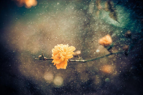 Spring Black Ornate Wood Framed Art Print with Double Matting by Bernardino Coelho, Antonio