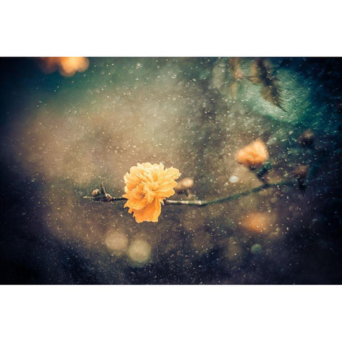 Spring Black Modern Wood Framed Art Print by Bernardino Coelho, Antonio