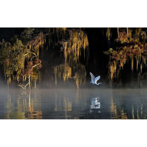 Egret Black Modern Wood Framed Art Print with Double Matting by Zhu, Hua