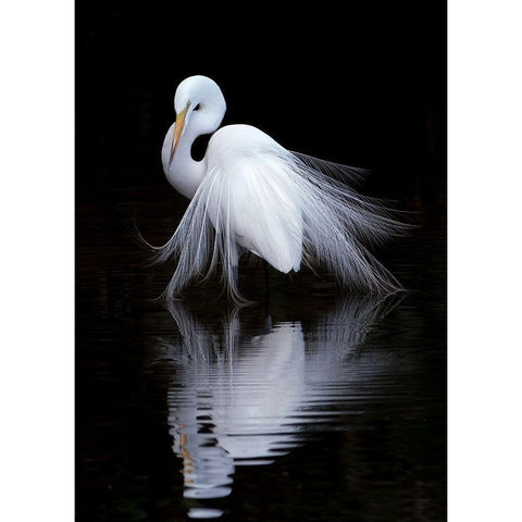 watching White Modern Wood Framed Art Print by Li, Ben