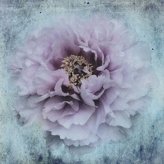 Image Only