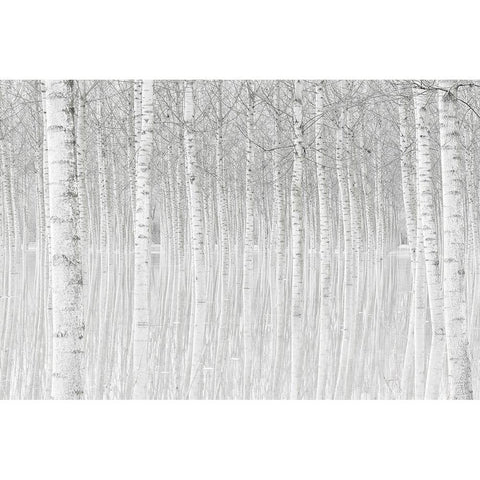 Trees Gold Ornate Wood Framed Art Print with Double Matting by Simone, Aglioni