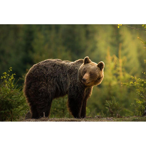 Backlit bear Gold Ornate Wood Framed Art Print with Double Matting by Krchnak, Richard
