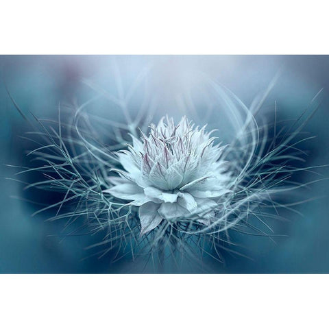 Love-in-a-mist White Modern Wood Framed Art Print by Parker, Jacky