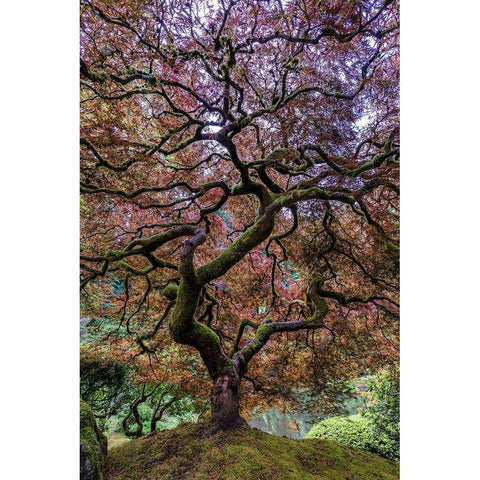 Japanese Maple Tree Gold Ornate Wood Framed Art Print with Double Matting by Centioli, Mike