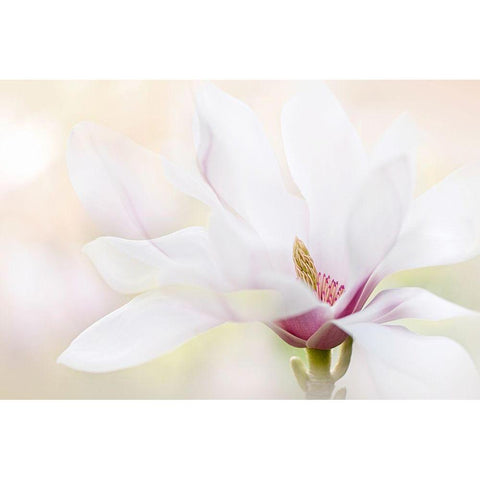 Purity White Modern Wood Framed Art Print by Parker, Jacky