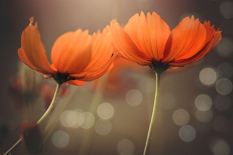 Friends White Modern Wood Framed Art Print with Double Matting by Thien Vu, Vu