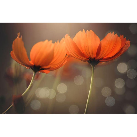 Friends Black Modern Wood Framed Art Print by Thien Vu, Vu