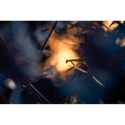 Wormhole Distorsion Black Modern Wood Framed Art Print by Bravin, Fabien