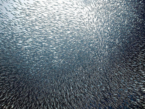 Sardines Firework Black Ornate Wood Framed Art Print with Double Matting by Jager, Henry