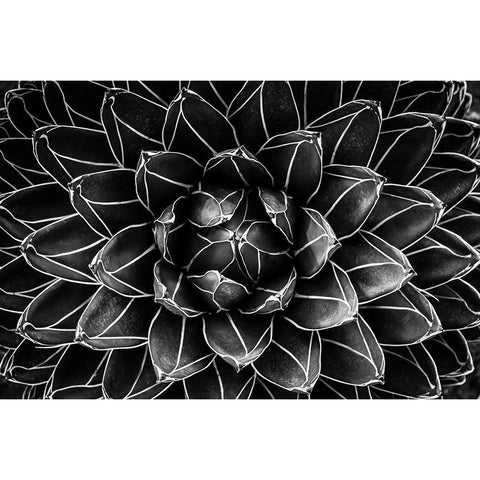 Natural math Black Modern Wood Framed Art Print with Double Matting by Valentina Patrascoiu, Monica