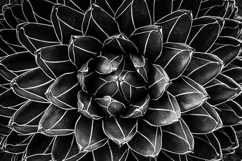 Natural math Black Ornate Wood Framed Art Print with Double Matting by Valentina Patrascoiu, Monica