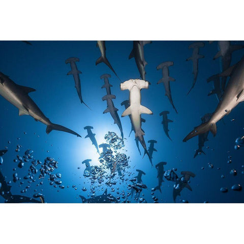 Hammerhead Shark Black Modern Wood Framed Art Print by Gabriel, Barathieu