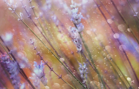 Something Magical White Modern Wood Framed Art Print with Double Matting by Devos, Delphine