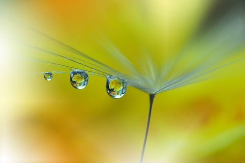 SunBeam III Black Ornate Wood Framed Art Print with Double Matting by Nan, Juliana