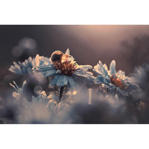 Riding Zone White Modern Wood Framed Art Print by Bravin, Fabien