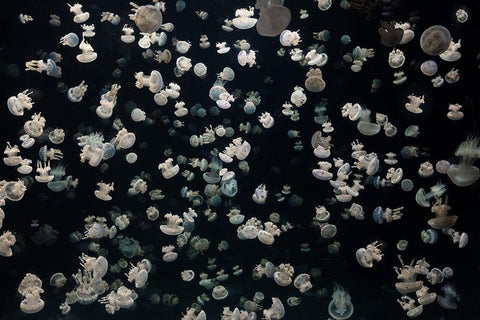 Just some Jellies Black Ornate Wood Framed Art Print with Double Matting by Graf, Sebastian