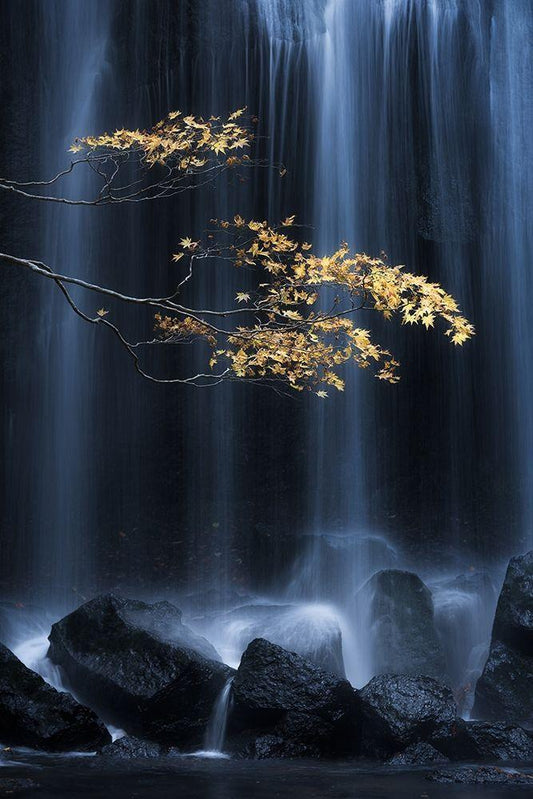 Image Only