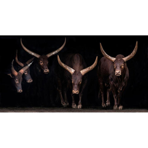 Watusi family Black Modern Wood Framed Art Print with Double Matting by Ortega, Xavier