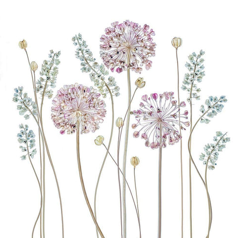 Allium White Modern Wood Framed Art Print with Double Matting by Disher, Mandy