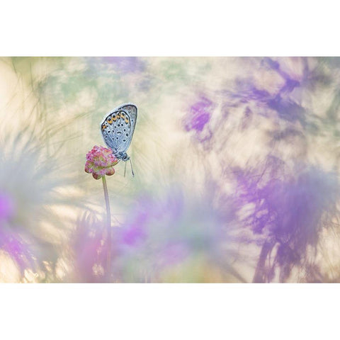 Pulsatilla Meadow White Modern Wood Framed Art Print by Spranz, Henrik