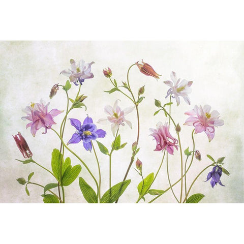 Columbine White Modern Wood Framed Art Print by Disher, Mandy