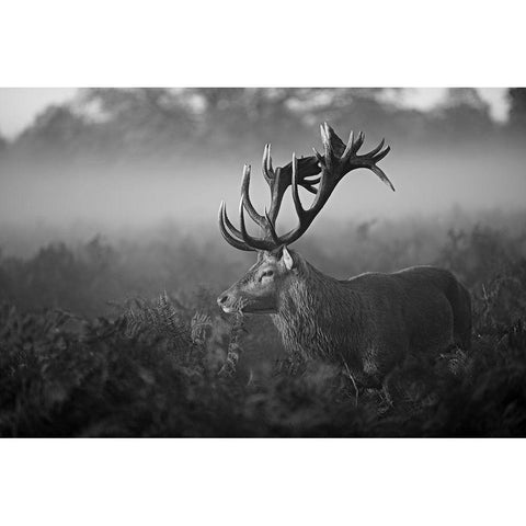 Sunny Morning Black Modern Wood Framed Art Print by Fabrowski, Robert