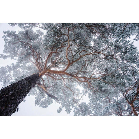 Winter tree lines Black Modern Wood Framed Art Print with Double Matting by Krivec, Ales