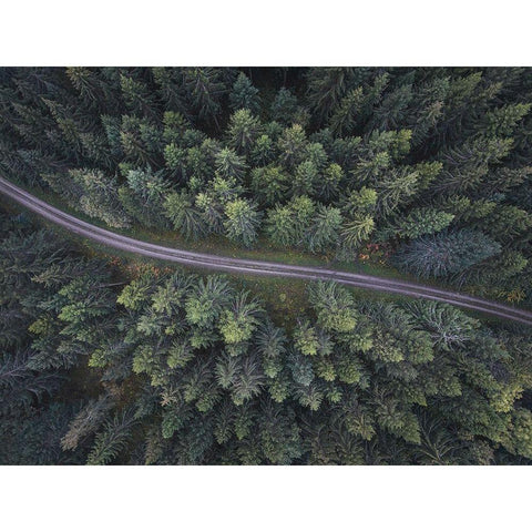 Small road through the forest White Modern Wood Framed Art Print by Lindsten, Christian