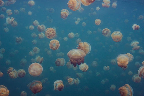 Oddworld White Modern Wood Framed Art Print with Double Matting by Xavier, Piron