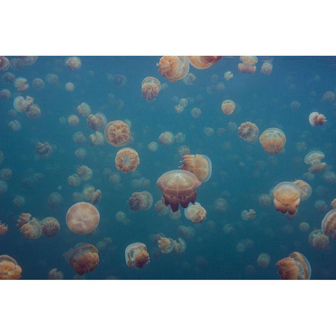 Oddworld Black Modern Wood Framed Art Print with Double Matting by Xavier, Piron