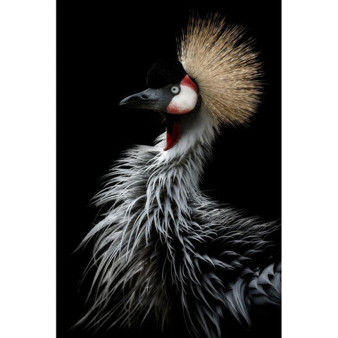 Crowned cranes portrait White Modern Wood Framed Art Print by Itoyama, Eiji