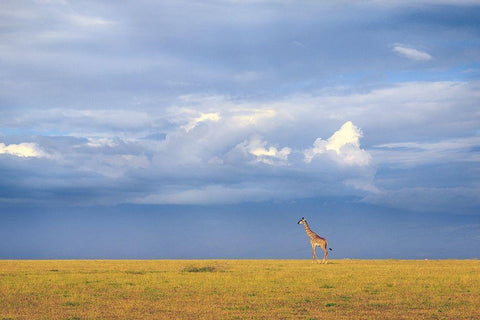 Colors of freedom White Modern Wood Framed Art Print with Double Matting by Itoyama, Eiji