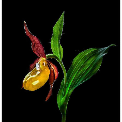 Macro CloseUp Photograph of The Ladys Slipper Orchid  Flower In the Wild Gold Ornate Wood Framed Art Print with Double Matting by De Angelli, Nora