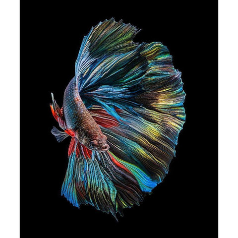 The  Betta Fish White Modern Wood Framed Art Print by Halil, Andi
