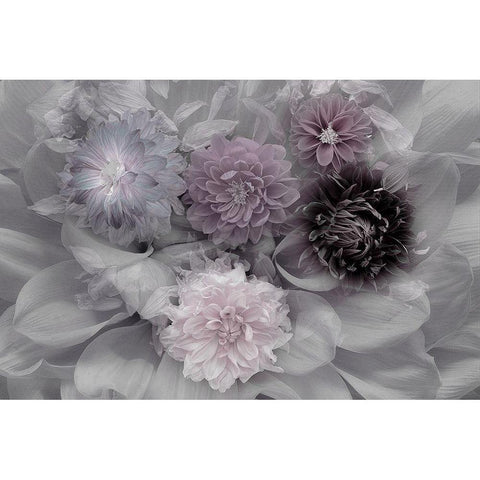 Dahlia dream White Modern Wood Framed Art Print by Schuster, Inge