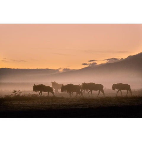 Early morning in Serengeti White Modern Wood Framed Art Print by Moglia, Fabrizio