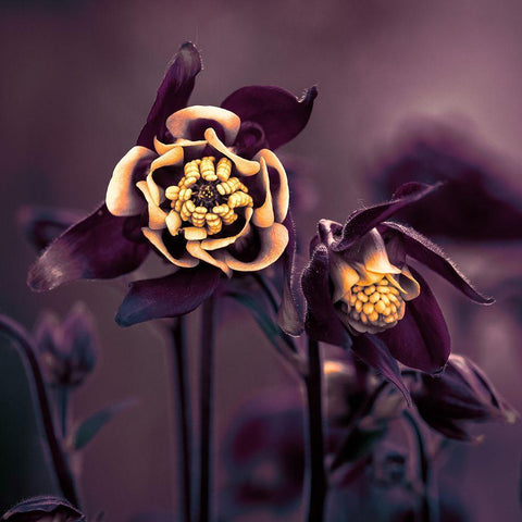 Priviliged Black Modern Wood Framed Art Print by Kiral, Cicek