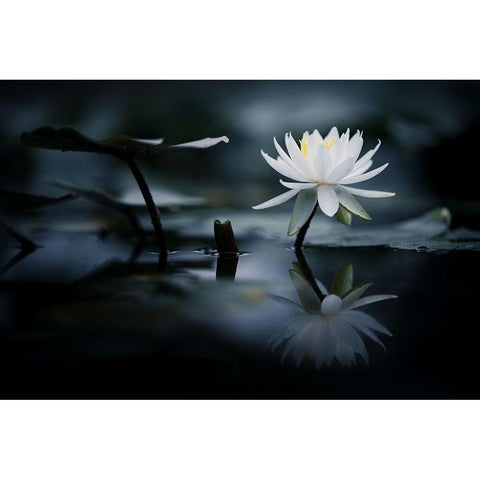 Reflection Black Modern Wood Framed Art Print with Double Matting by Suzuki, Takashi