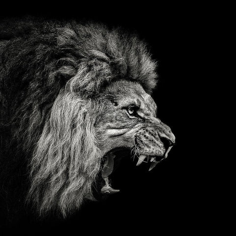 Roaring Lion 2 Black Modern Wood Framed Art Print by Meermann, Christian