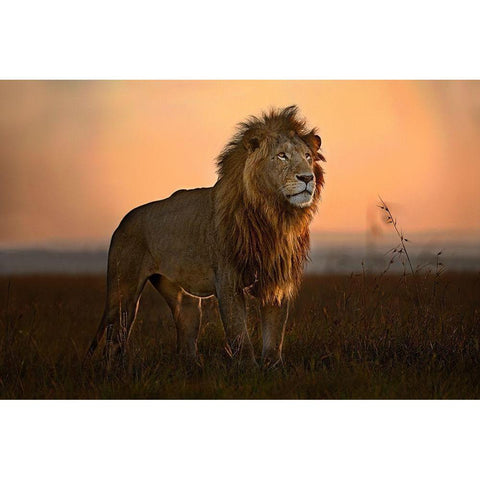 The King in the morning light Black Modern Wood Framed Art Print with Double Matting by Ortega, Xavier